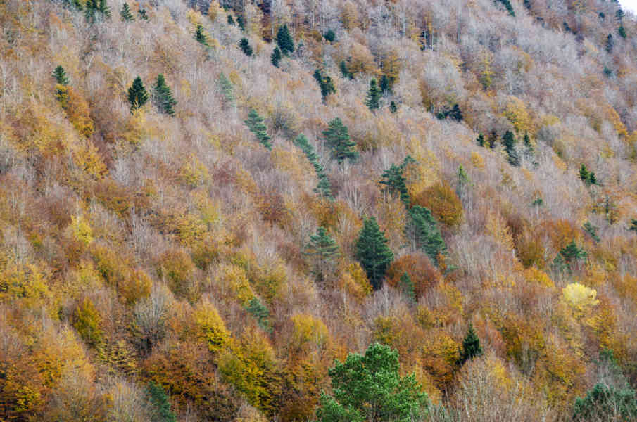 Comunidad Foral de Navarra 035 - Selva de Irati.jpg